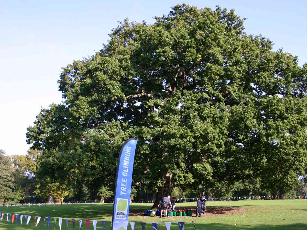 Goodleaf Tree Climbing picture gallery